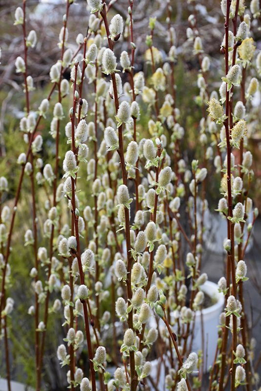 Pussy Willow (Salix discolor) at Dammann's Garden Company