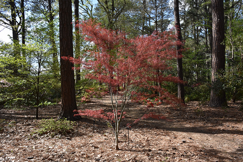 Hubb's Red Willow Japanese Maple (Acer palmatum 'Hubb's Red Willow') at Dammann's Garden Company