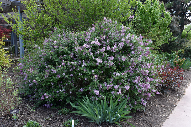 Bloomerang Lilac (Syringa 'Bloomerang') at Dammann's Garden Company