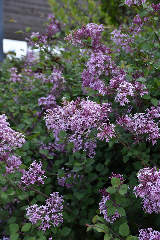 Bloomerang Lilac (Syringa 'Bloomerang') at Dammann's Garden Company