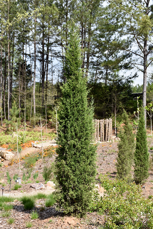 Taylor Redcedar (Juniperus virginiana 'Taylor') at Dammann's Garden Company