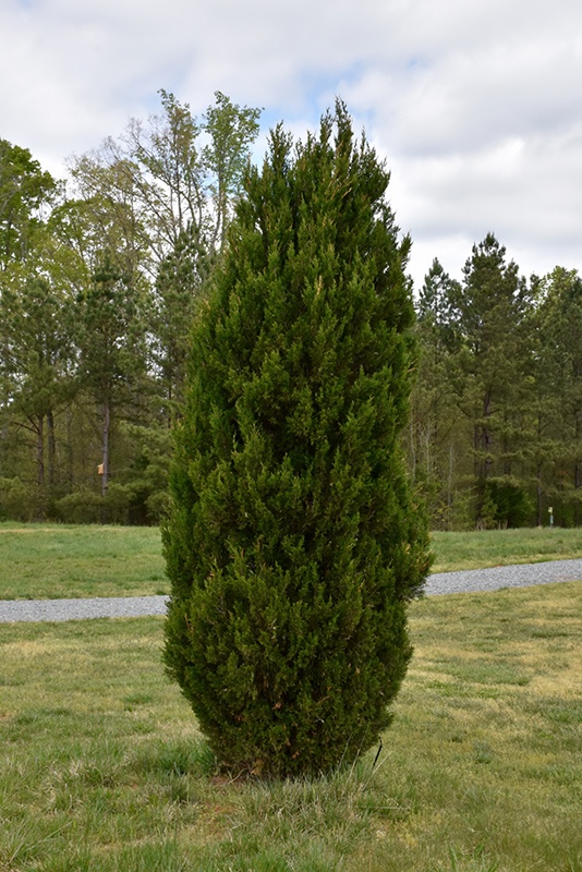 Spartan Juniper (Juniperus chinensis 'Spartan') at Dammann's Garden Company