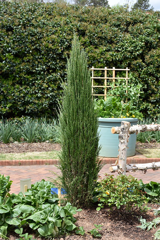 Blue Arrow Juniper (Juniperus scopulorum 'Blue Arrow') at Dammann's Garden Company