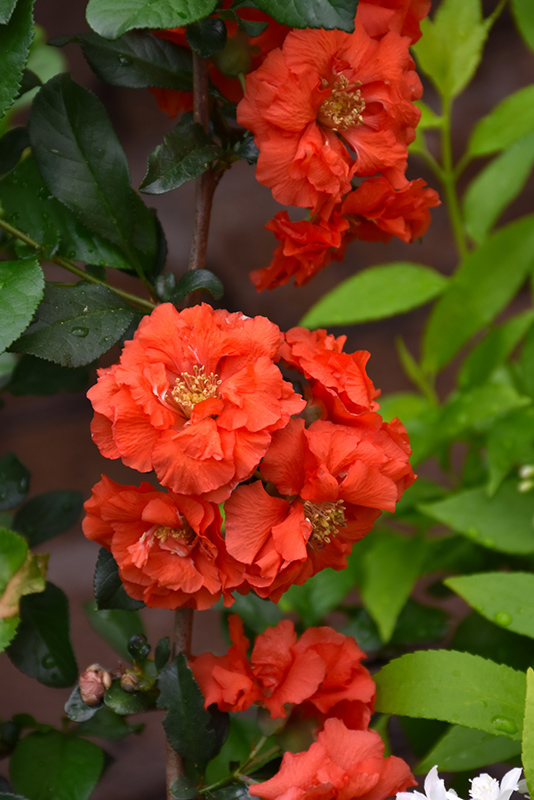 Double Take Orange Flowering Quince (Chaenomeles speciosa 'Orange Storm') at Dammann's Garden Company