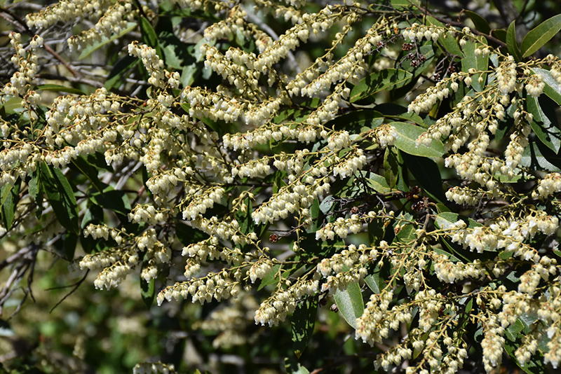 Mountain Pieris (Pieris floribunda) at Dammann's Garden Company