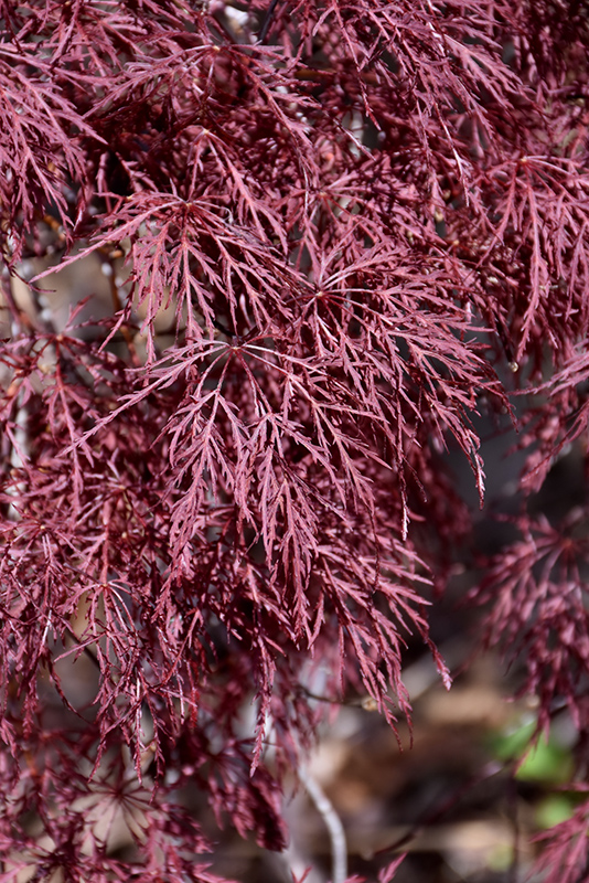 Red Filigree Lace Japanese Maple (Acer palmatum 'Red Filigree Lace') at Dammann's Garden Company