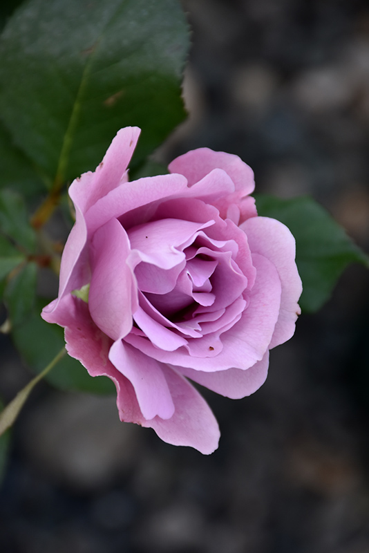 Angel Face Rose (Rosa 'Angel Face') at Dammann's Garden Company