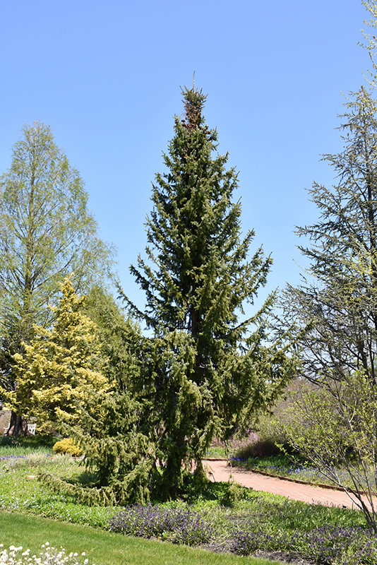 Serbian Spruce (Picea omorika) at Dammann's Garden Company