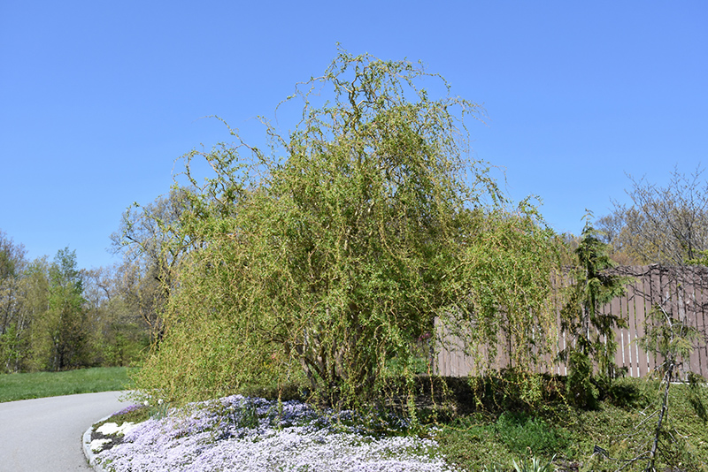 Scarlet Curls Willow (Salix 'Scarlet Curls') at Dammann's Garden Company