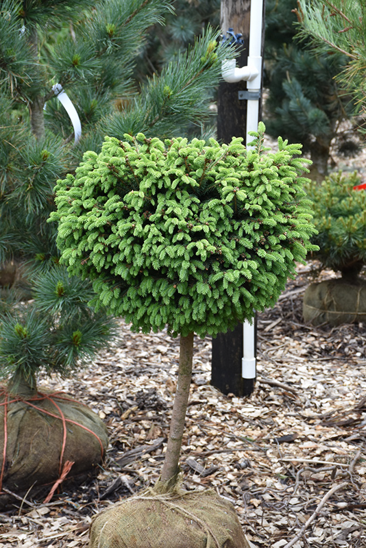 Little Gem Spruce (tree form) (Picea abies 'Little Gem (tree form)') at Dammann's Garden Company