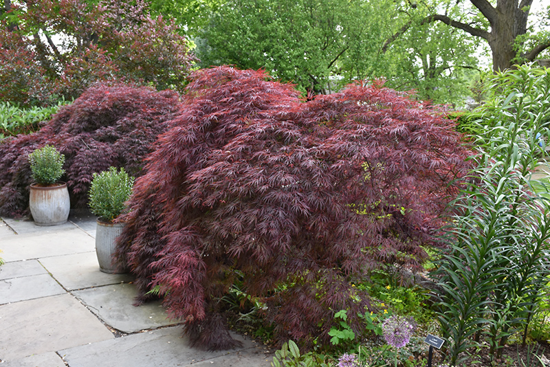 Crimson Queen Japanese Maple (Acer palmatum 'Crimson Queen') at Dammann's Garden Company