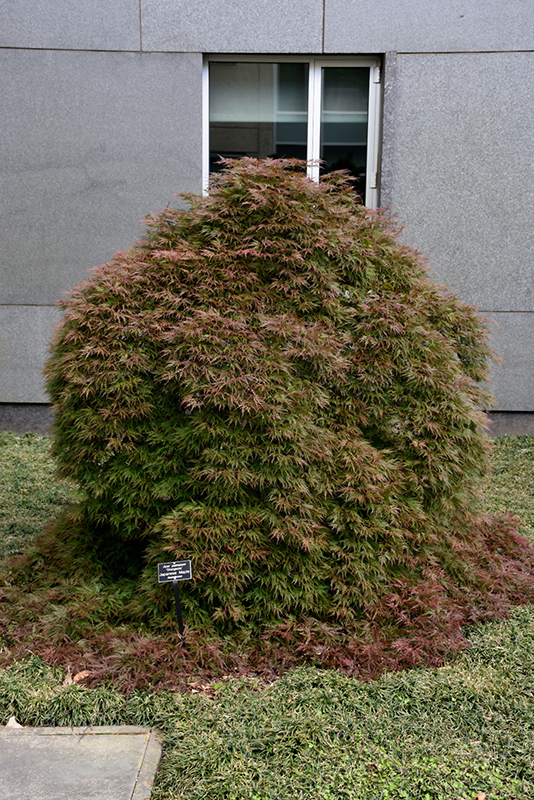 Orangeola Cutleaf Japanese Maple (Acer palmatum 'Orangeola') at Dammann's Garden Company