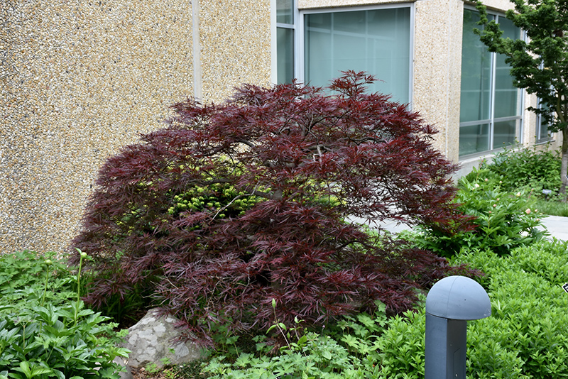 Red Dragon Japanese Maple (Acer palmatum 'Red Dragon') at Dammann's Garden Company