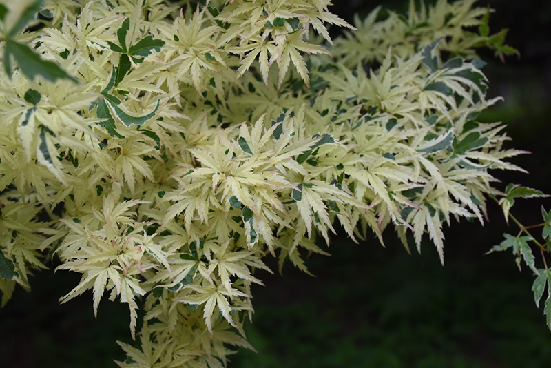 Butterfly Variegated Japanese Maple (Acer palmatum 'Butterfly') at Dammann's Garden Company
