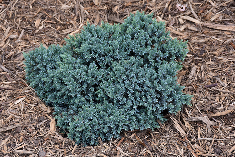 Blue Star Juniper (Juniperus squamata 'Blue Star') at Dammann's Garden Company