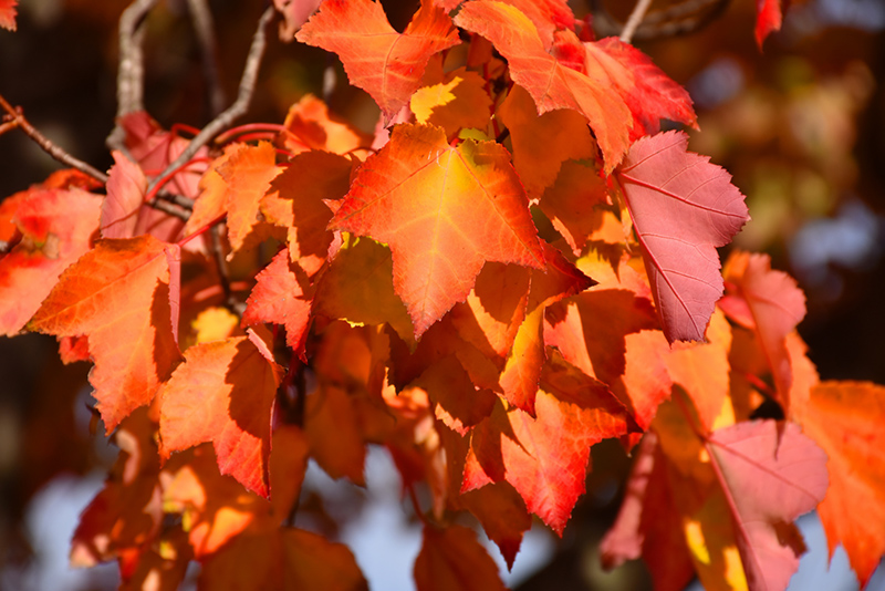Red Maple (Acer rubrum 'var. rubrum') at Dammann's Garden Company