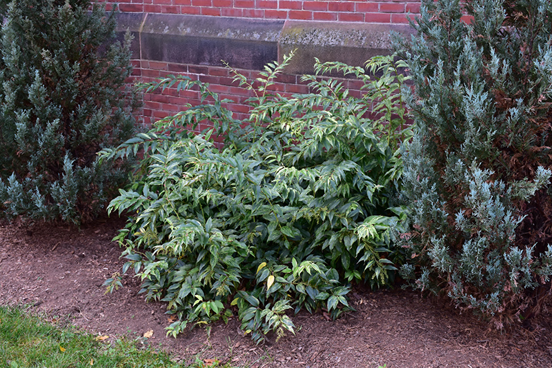 Rainbow Fetterbush (Leucothoe fontanesiana 'Rainbow') at Dammann's Garden Company