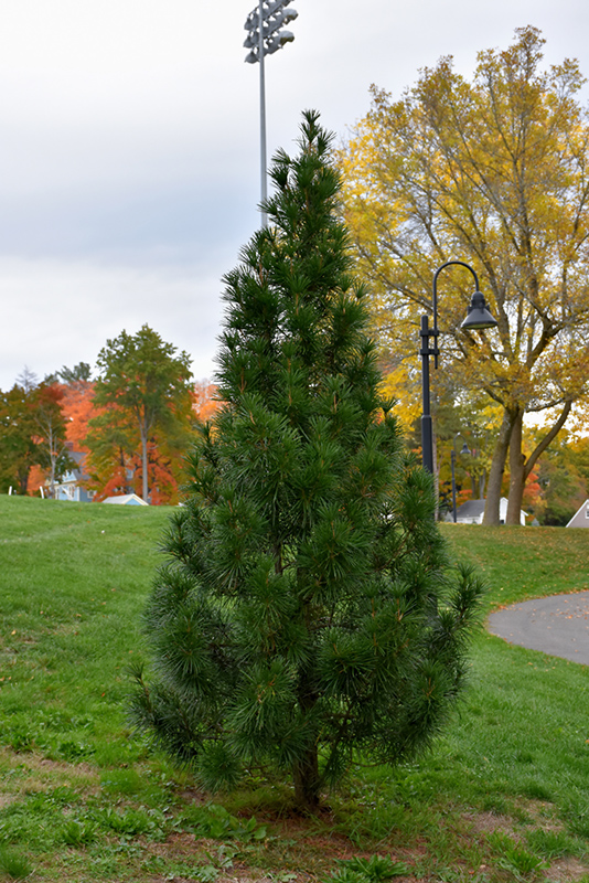 Wintergreen Umbrella Pine (Sciadopitys verticillata 'Wintergreen') at Dammann's Garden Company