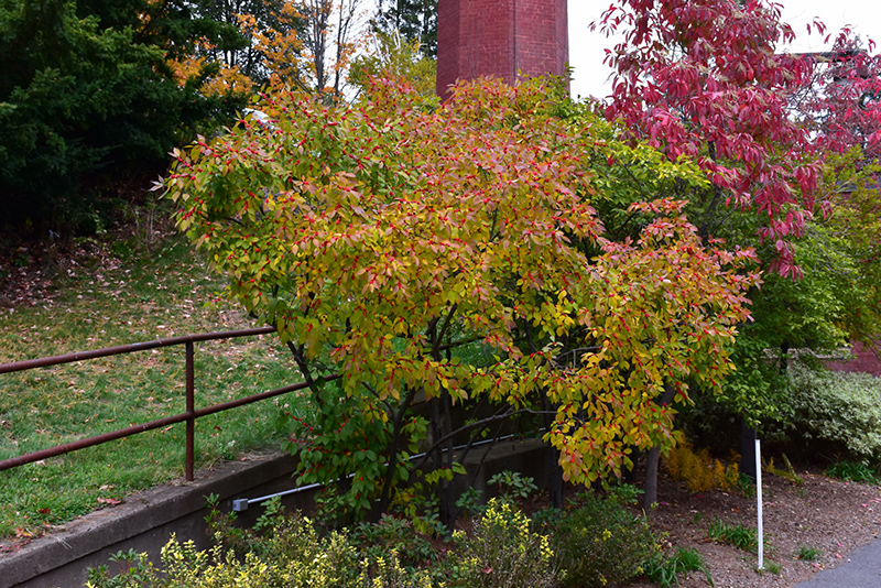 Winterberry (Ilex verticillata) at Dammann's Garden Company