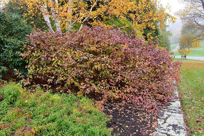 Bailey Red-Twig Dogwood (Cornus baileyi) at Dammann's Garden Company