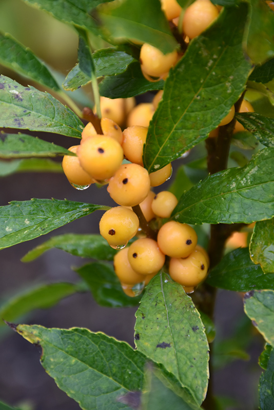 Berry Heavy Gold Winterberry (Ilex verticillata 'Roberta Case') at Dammann's Garden Company