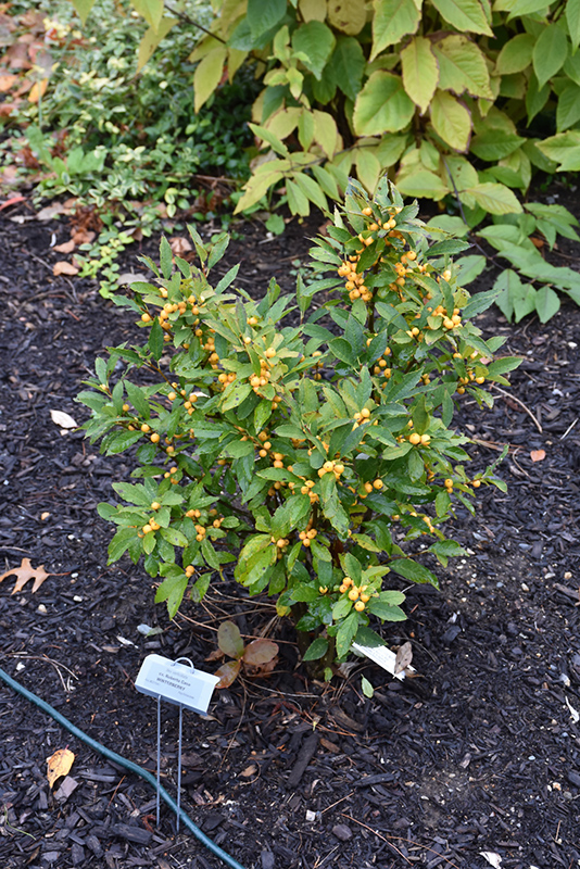 Berry Heavy Gold Winterberry (Ilex verticillata 'Roberta Case') at Dammann's Garden Company