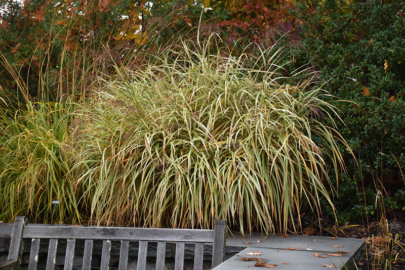 Dixieland Maiden Grass (Miscanthus sinensis 'Dixieland') at Dammann's Garden Company