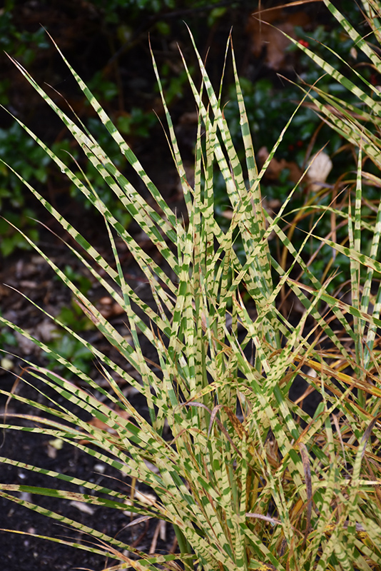 Gold Breeze Maiden Grass (Miscanthus sinensis 'Gold Breeze') at Dammann's Garden Company