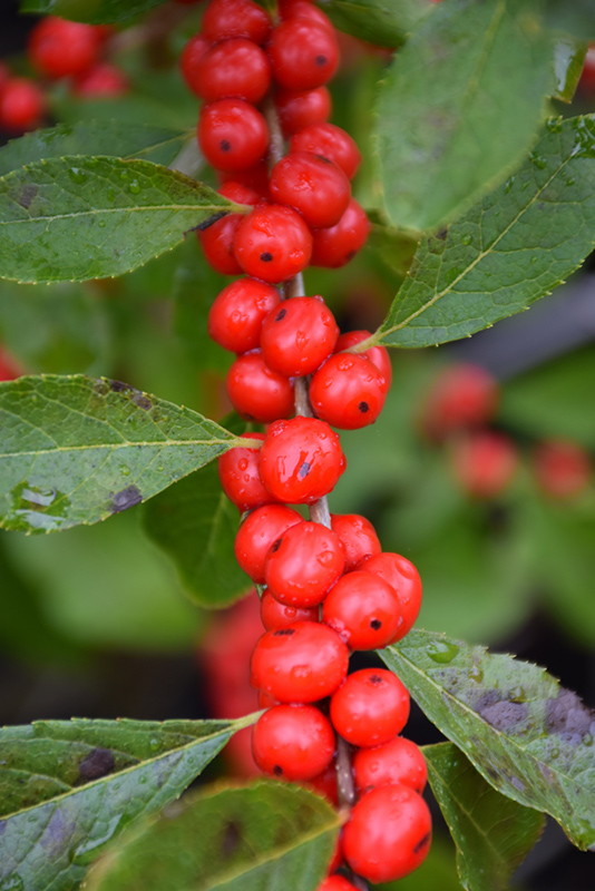 Red Sprite Winterberry (Ilex verticillata 'Red Sprite') at Dammann's Garden Company