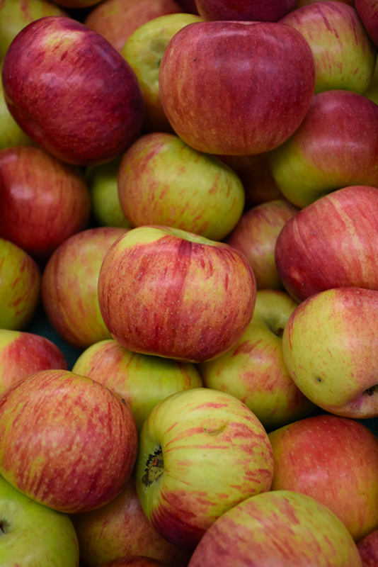 Cortland Apple (Malus 'Cortland') at Dammann's Garden Company