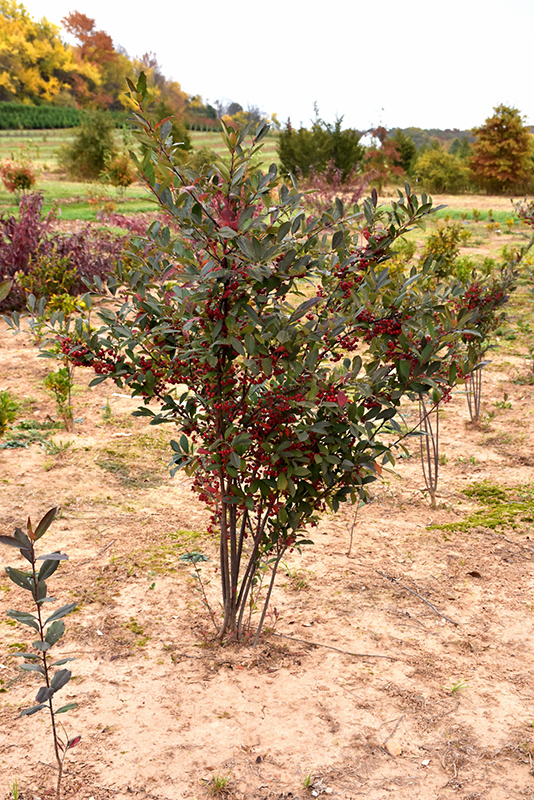 Brilliantissima Red Chokeberry (Aronia arbutifolia 'Brilliantissima') at Dammann's Garden Company
