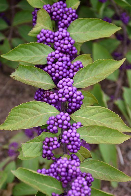 Purple Beautyberry (Callicarpa dichotoma) at Dammann's Garden Company