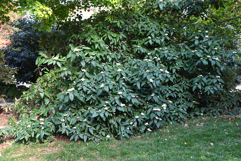 Alleghany Viburnum (Viburnum x rhytidophylloides 'Alleghany') at Dammann's Garden Company