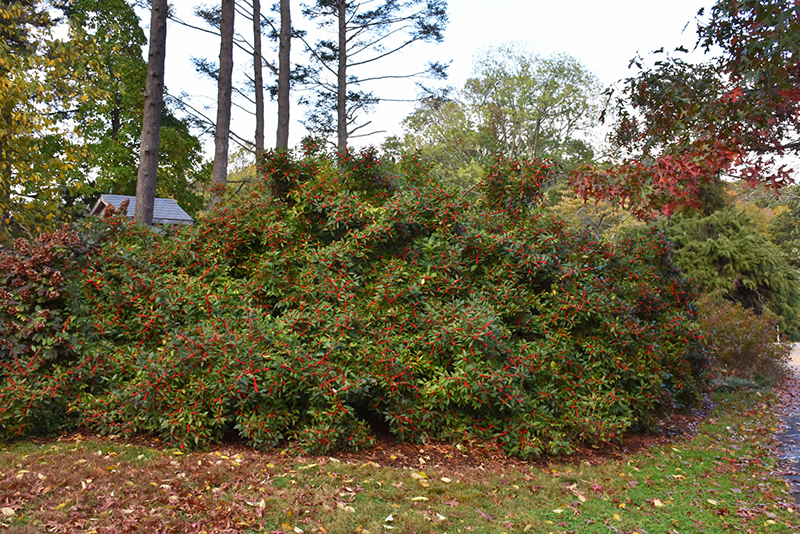 Winter Red Winterberry (Ilex verticillata 'Winter Red') at Dammann's Garden Company
