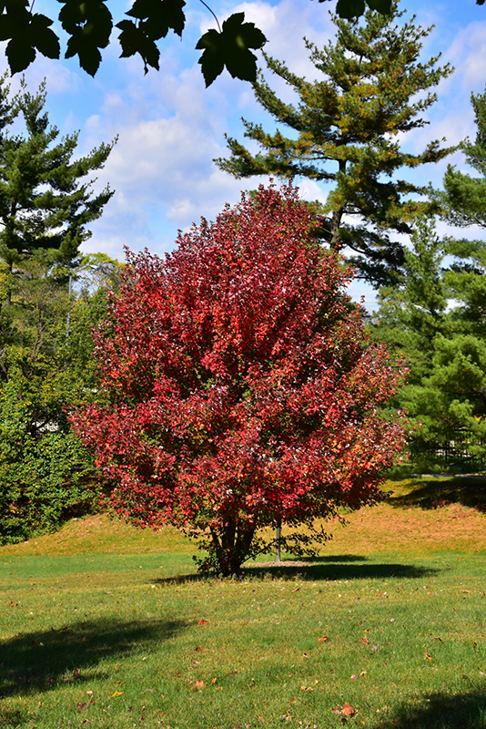 Redpointe Red Maple (Acer rubrum 'Frank Jr.') at Dammann's Garden Company