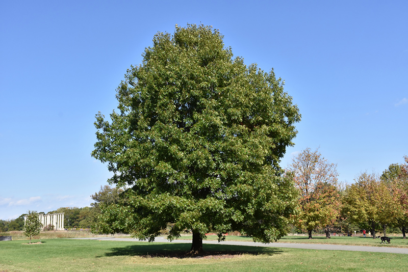 Scarlet Oak (Quercus coccinea) at Dammann's Garden Company