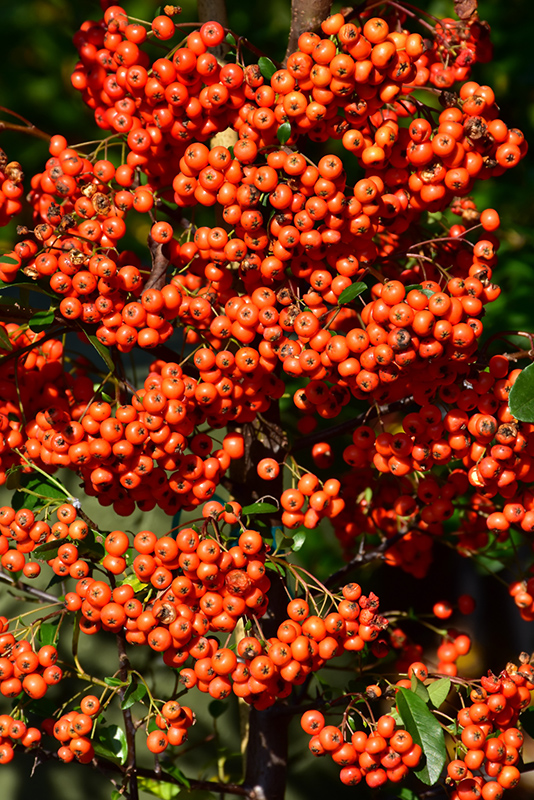 Mohave Firethorn (Pyracantha 'Mohave') at Dammann's Garden Company