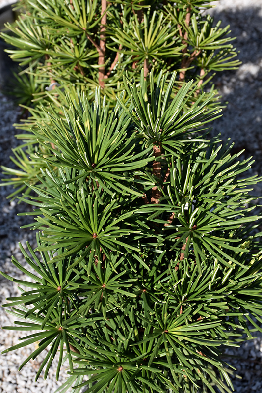Green Star Umbrella Pine (Sciadopitys verticillata 'Green Star') at Dammann's Garden Company