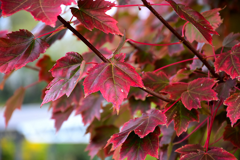 Brandywine Red Maple (Acer rubrum 'Brandywine') at Dammann's Garden Company