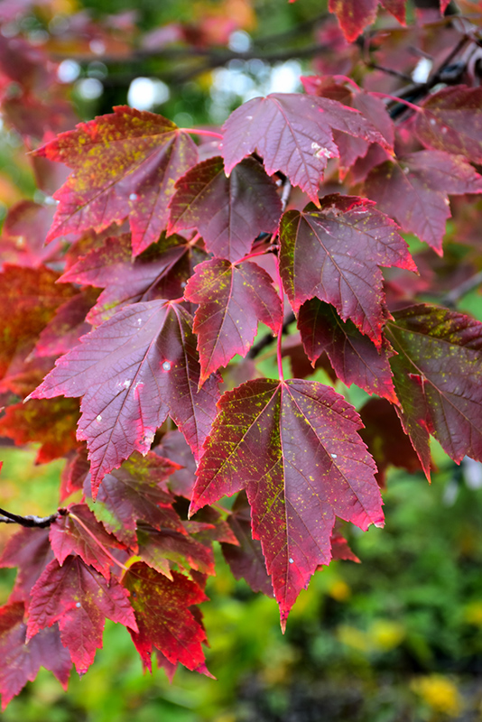 Red Sunset Red Maple (Acer rubrum 'Franksred') at Dammann's Garden Company