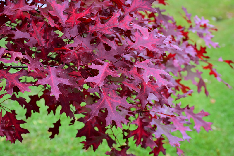 Scarlet Oak (Quercus coccinea) at Dammann's Garden Company