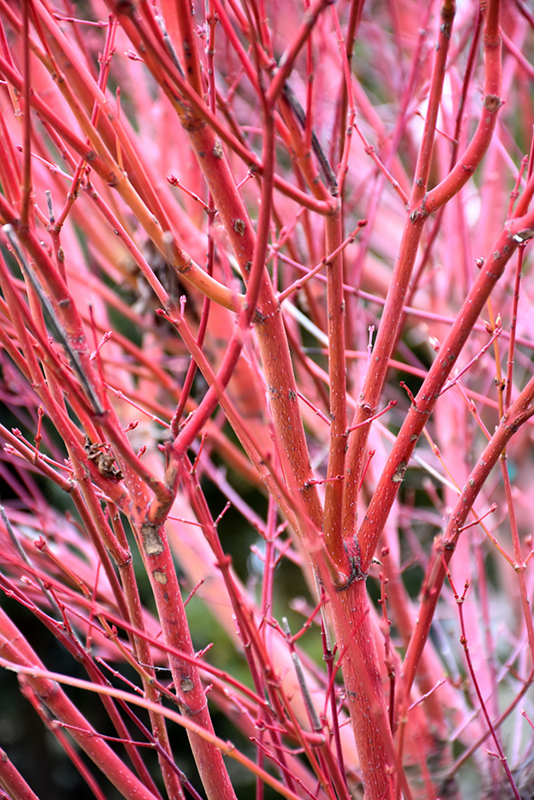 Coral Bark Japanese Maple (Acer palmatum 'Sango Kaku') at Dammann's Garden Company