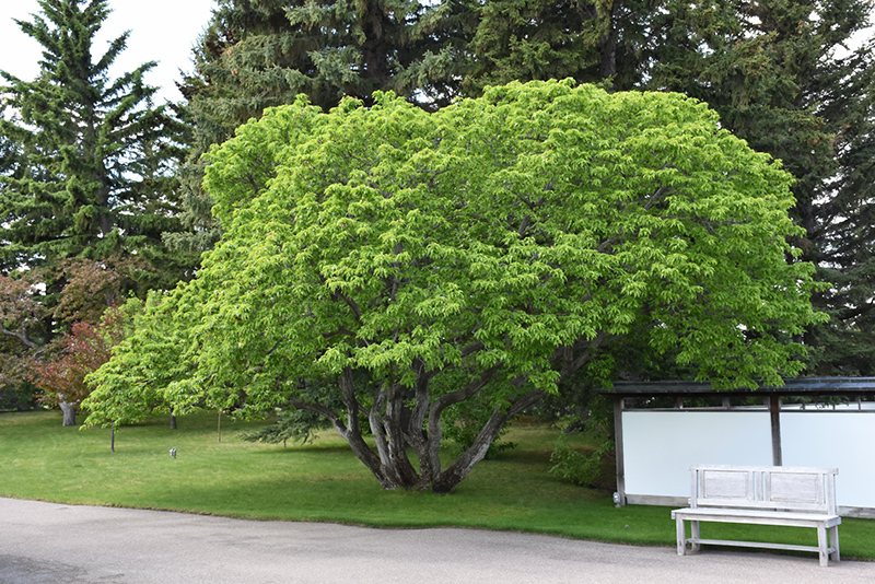 Amur Maple (Acer ginnala) at Dammann's Garden Company
