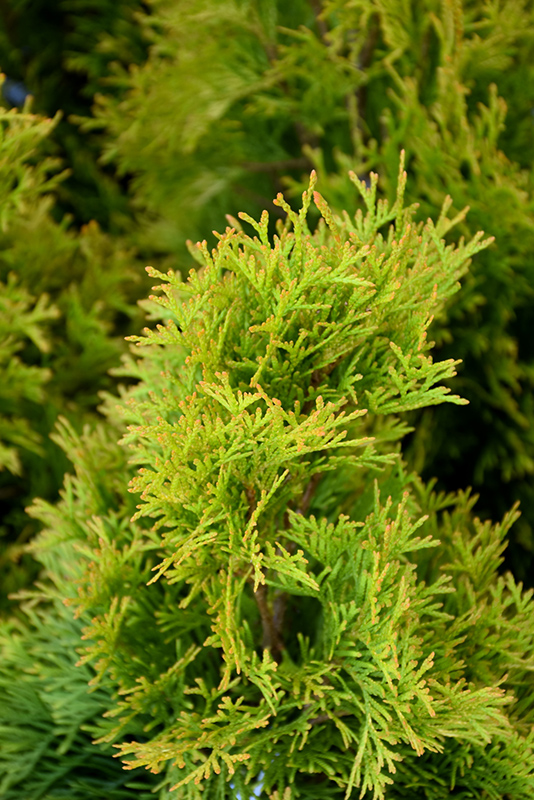 Highlights Arborvitae (Thuja occidentalis 'Janed Gold') at Dammann's Garden Company