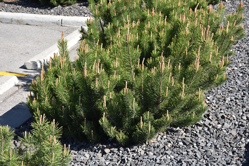 Dwarf Mugo Pine (Pinus mugo var. pumilio) at Dammann's Garden Company
