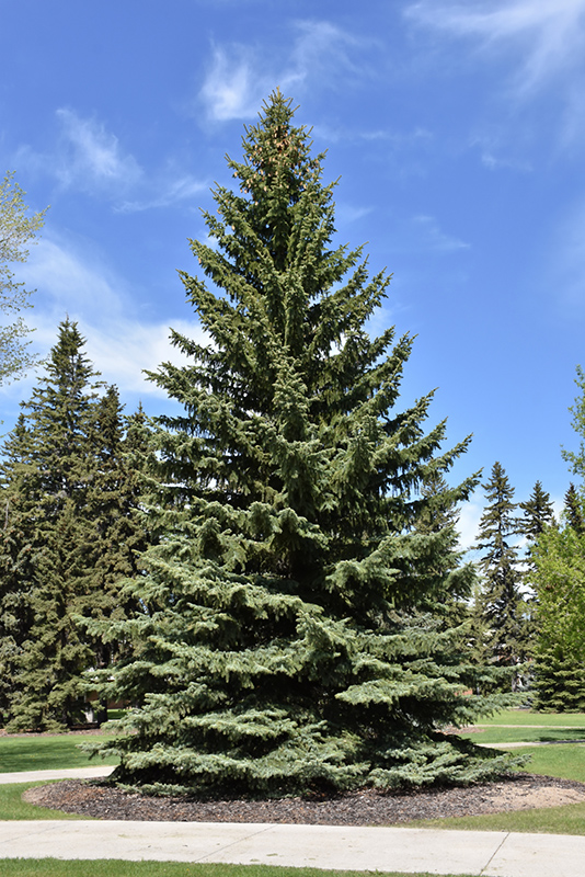 Blue Colorado Spruce (Picea pungens 'var. glauca') at Dammann's Garden Company