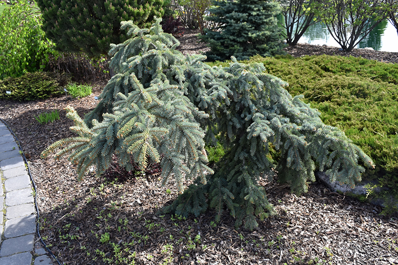 Weeping Blue Spruce (Picea pungens 'Pendula') at Dammann's Garden Company