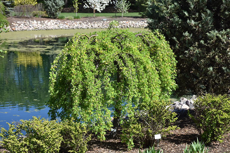 Weeping Peashrub (Caragana arborescens 'Pendula') at Dammann's Garden Company