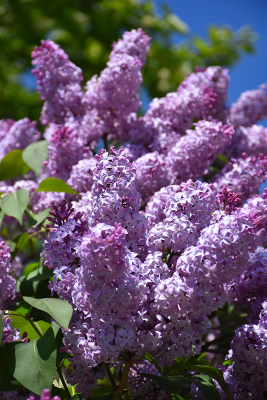 Common Lilac (Syringa vulgaris) at Dammann's Garden Company
