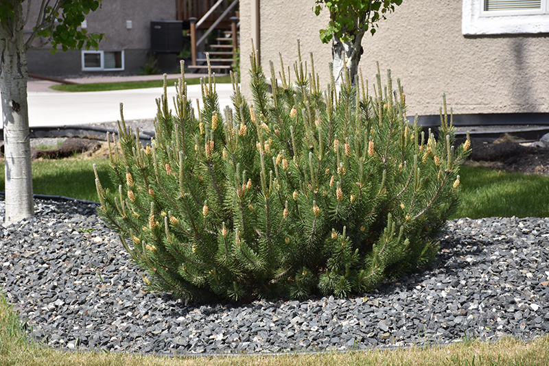 Mugo Pine (Pinus mugo) at Dammann's Garden Company